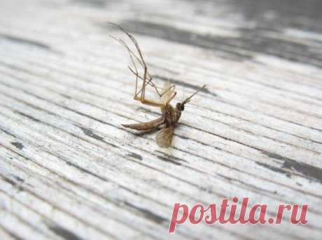 Борьба с комарами народными средствами / Домоседы