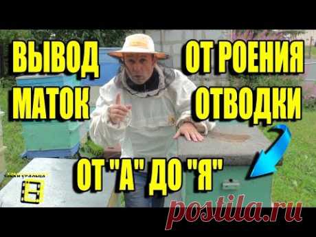 ЛУЧШИЙ СПОСОБ ВЫВОДА МАТОК И ФОРМИРОВКИ ОТВОДКОВ ПРОТИВ РОЕНИЯ. ЛЮБИТЕЛЬСКОЕ ПЧЕЛОВОДСТВО