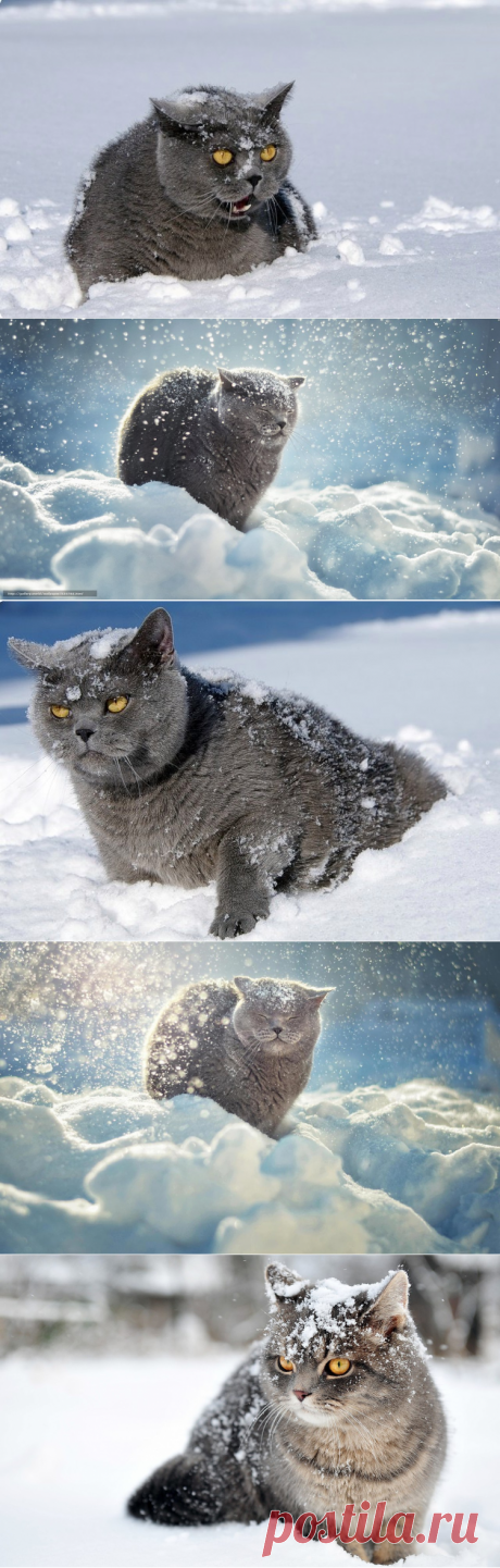 Белый снег. Серый кот.