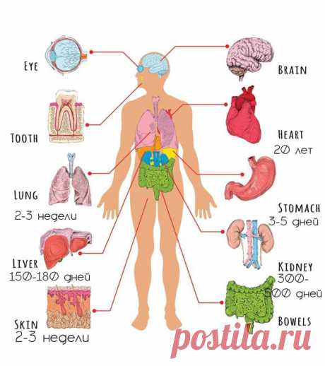 Периодичность ОБНОВЛЕНИЯ организма человека