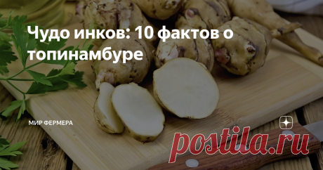 Чудо инков: 10 фактов о топинамбуре Для многих топинамбур — это лишь забавное слово, за которым, тем временем, скрывается необычайно полезный и вкусный корнеплод.