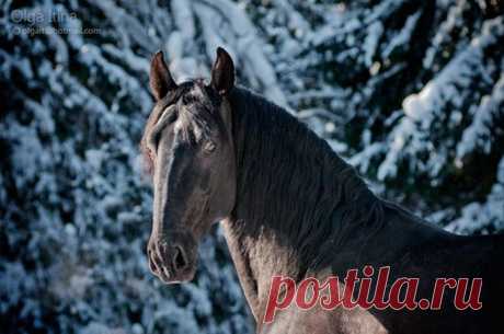 Красота лошади в фотографиях