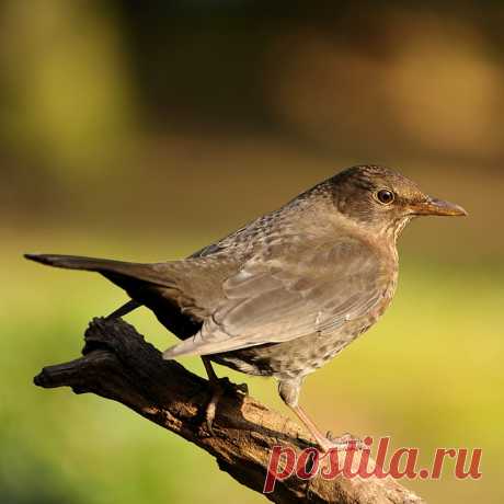 Живая Природа Птица Природа - Бесплатное фото на Pixabay