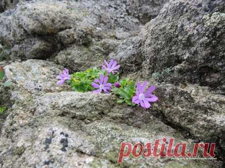 💚Первоцвіт дрібний (Primula minima) занесений до Червоної книги України зі статусом «рідкісний»...