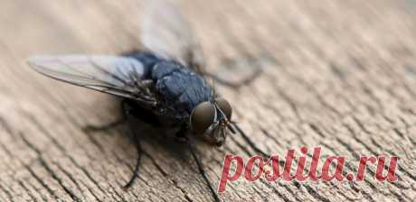 Избавляемся от мух в квартире: профилактика и народные методы