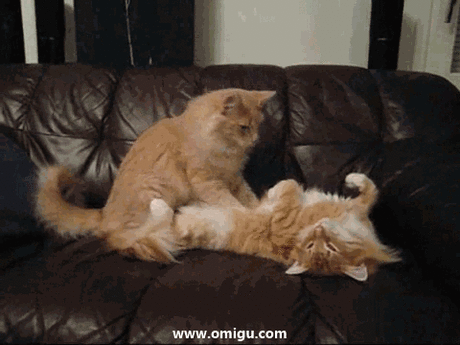 Cat Massage - Omigu