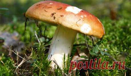 Какие грибы растут в начале июня: характеристика съедобных, фото, как собирают в лесу, видео