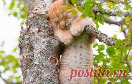 Обои дерево, сон, малыш, детёныш, котёнок, рысь, на дереве, спящий, рысёнок, спящий рысёнок картинки на рабочий стол, раздел кошки - скачать