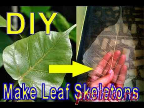 DIY; skeleton of leaf