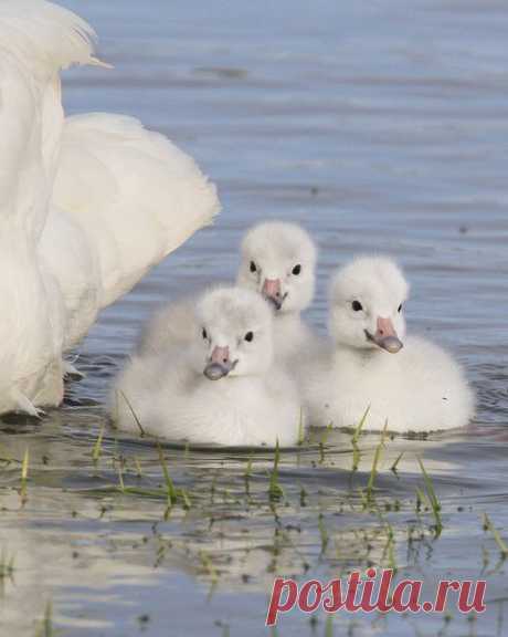 Swan Cygnets | birds