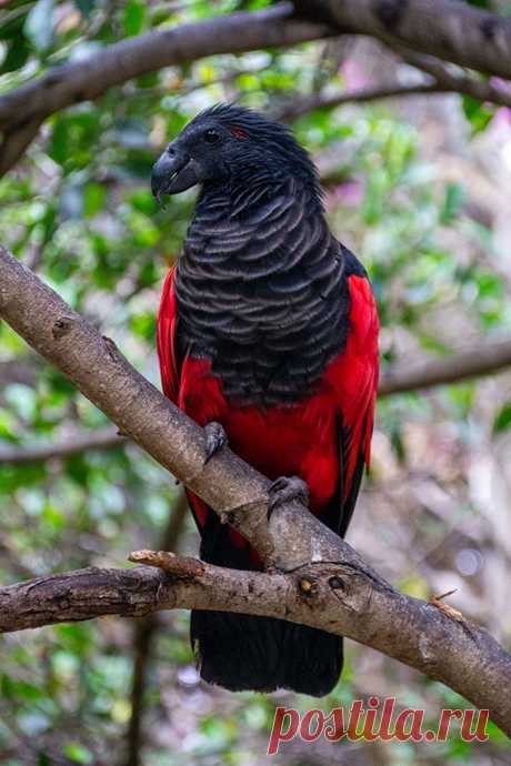 Самая готическая птица на планете стоимостью в полмиллиона — попугай Дракулы