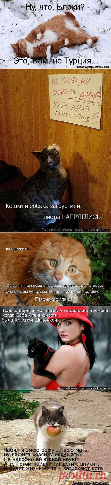 Без кота жизнь не та (42 фото) - ЛоЛс.ру - Позитивный такой смешарик! :-))