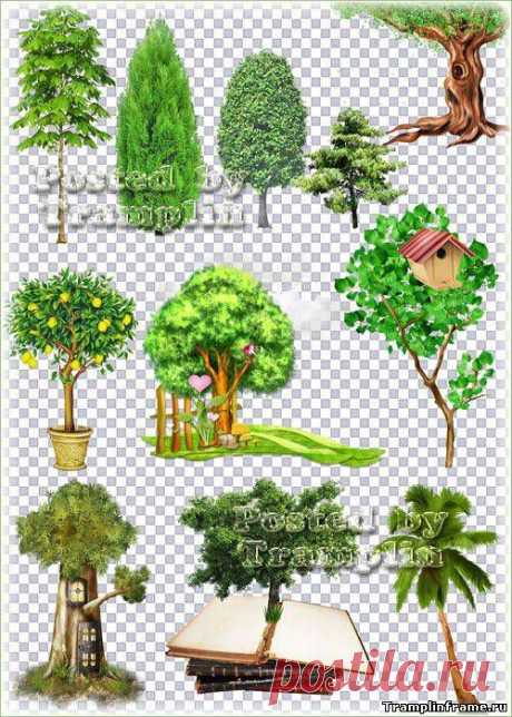 Деревья и кустарники на прозрачном фоне - Png, Psd клипарт - прозрачный фон - Все для Фотошоп - Рамки для фото бесплатно
