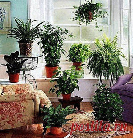 6 бабушкиных советов для комнатных растений . | Хитрости Жизни