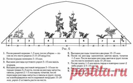 расположение культур в теплице 3х6: