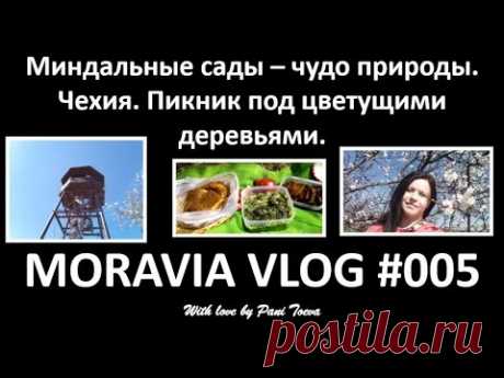 ЧЕХИЯ. МИНДАЛЬНЫЕ САДЫ - ЧУДО ЧЕШСКОЙ ПРИРОДЫ. ПИКНИК. MORAVIA VLOG#005