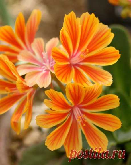 Orange and Yellow Lewisia