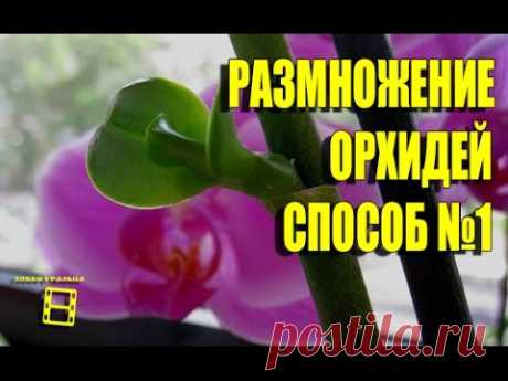 Размножение орхидей фаленопсис. Способ №1(начало). Орхидеи видео.