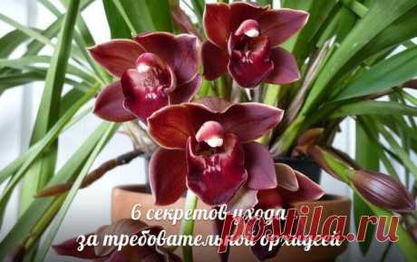 6 секретов ухода за орхидеей