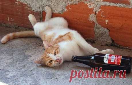 Cat Likes Beer | Funny cats