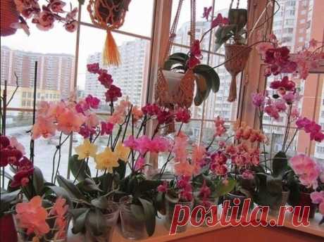 Как я потратила пол своей зарплаты на покупку орхидей. Теперь у меня весь дом заставлен цветами. | Дача, сад, огород, рыбалка, рецепты, красота, здоровье