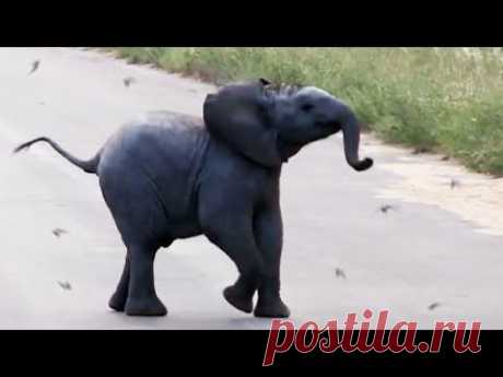 Baby Elephant Calf vs Birds - Latest Wildlife Sightings - YouTube