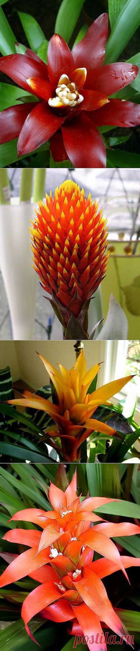 Гусмания (Guzmania).