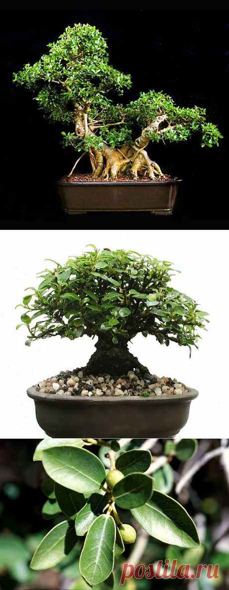 Ficus BURTT DAVYI - Интернет-магазин - Адениум дома: от семян до растений. Выращивание и уход.