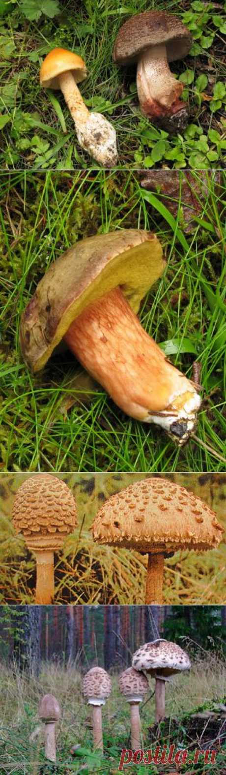 Landgraf : справочник грибника : Охота за грибами