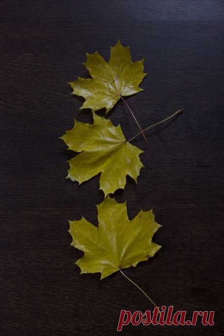 Восковые осенние листья.: tanja_shi_no — ЖЖ