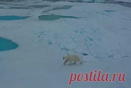 Любопытные белые медведи сорвали изучение сейсмической активности в Арктике. Любопытные белые медведи сорвали изучение сейсмической активности в Арктике — животные наведались в оставшийся без присмотра научный лагерь российских полярников и вывели из строя сейсмостанцию. Об этом сообщает Арктический и антарктический НИИ в своем Telegram-канале.