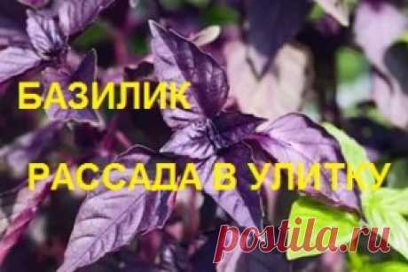 Базилик сажаем в улитку на туалетную бумагу! Надо попробовать каждому! — 6 соток