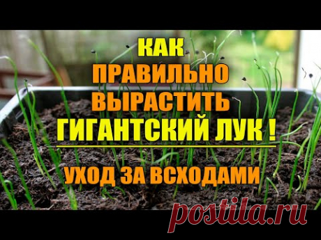 СДЕЛАЙТЕ ЭТО С ЛУКОМ СРАЗУ ПОСЛЕ ПОЯВЛЕНИЯ ВСХОДОВ!