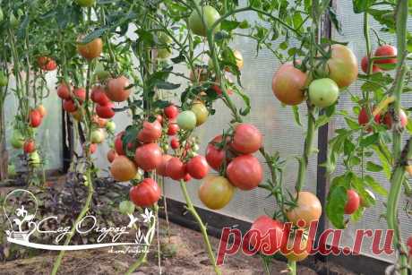Ускоряем вызревание позднеспелых сортов томатов в теплице