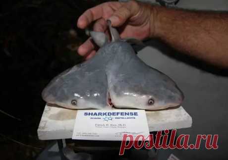 24-1-23-Двухголовые акулы пугают рыбаков по всему миру: ученые объяснили появление ужасных монстров - KP.RU