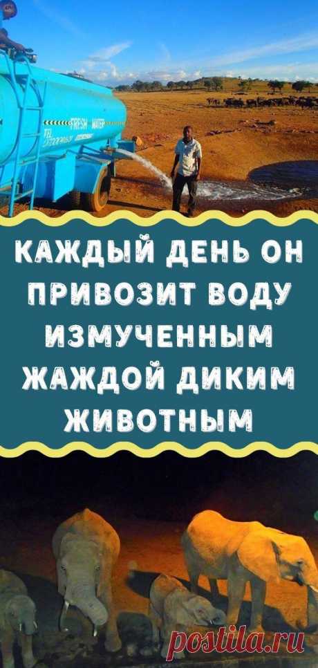 КАЖДЫЙ ДЕНЬ ОН ПРИВОЗИТ ВОДУ ИЗМУЧЕННЫМ ЖАЖДОЙ ДИКИМ ЖИВОТНЫМ - Кулинария, красота, лайфхаки