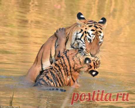 Банный день в тигриной семье