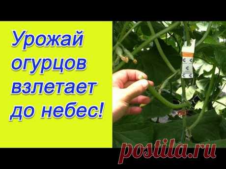 Формировка огурцов- реально полезное видео с "фишками" от агронома.