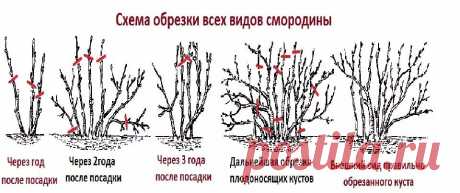 Осенняя обрезка чёрной смородины: Как это сделать легко и правильно