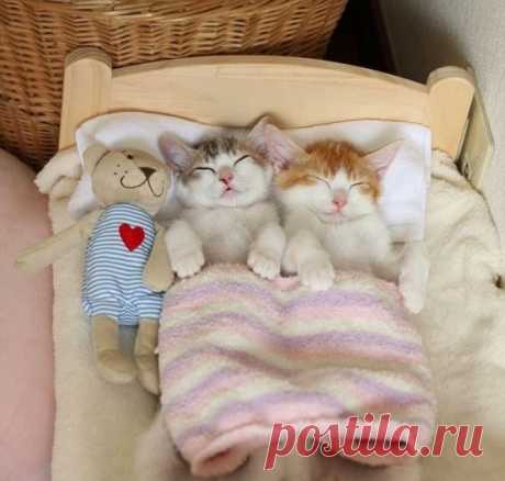 Популярные записи по теме «животные» | Кошки | Kittens cutest, Cute cats, Kittens