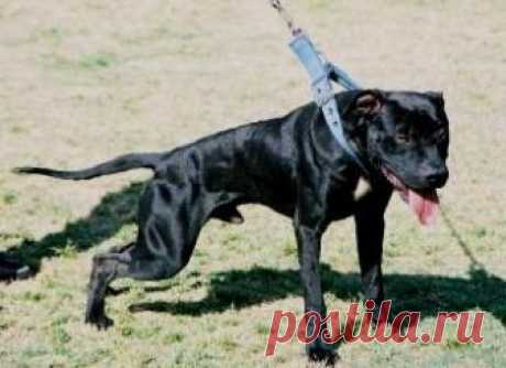 pitbull terrier for sale - Поиск в Google