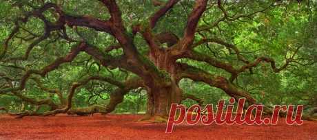 Angel Oak tree The Angel Oak is a Southern live oak tree located in Angel Oak Park, in Charleston, South Carolina, on Johns Island, one of South Carolina's Sea Islands. It is estimated to be 1500 years old, stands 65 ft (20 m) tall, measures 28 ft (8.5 m) in circumference, and shades with its crown an area of 17,000 square feet (1,600 m2). Its widest crown spread point-to-point is 180 feet (55 m), which is larger than any other live oak in the country. Its longest limb is ...