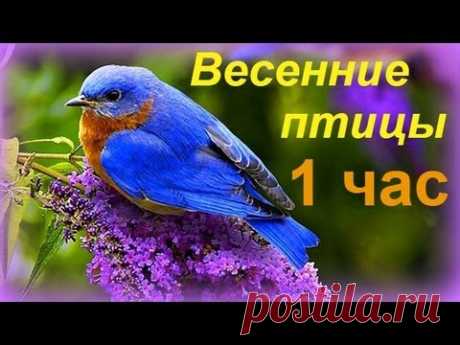 Весенние птицы - 1 час - YouTube