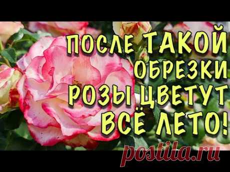 ОШИБКИ, ИЗ-ЗА КОТОРЫХ РОЗЫ УЖАСНО ЦВЕТУТ! Как ПРАВИЛЬНО обрезать розы ЛЕТОМ ПОСЛЕ ЦВЕТЕНИЯ