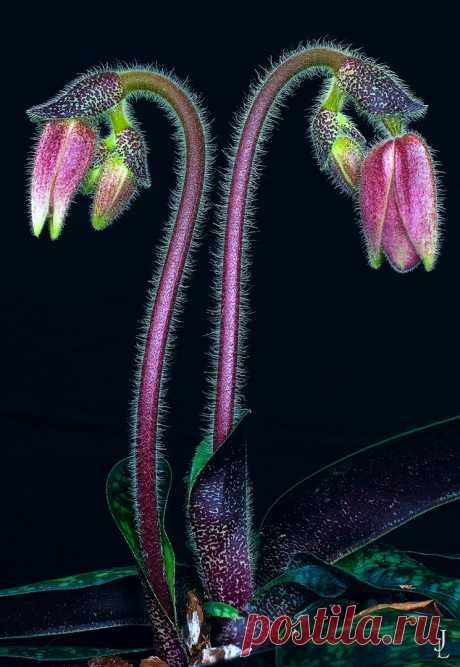 Орхидея башмак пафиопедилум - уход и пересадка в домашних условиях.