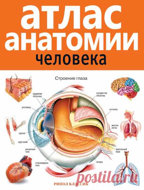 В ваших руках многократно переиздававшийся и пользующийся заслуженным уважением у специалистов атлас анатомии человека. Новое издание дополнено и переработано на основе последних научных открытий и содержит наиболее полные св…