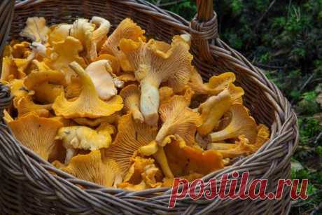 Полезные лисички: свойства грибов, рецепты настоек