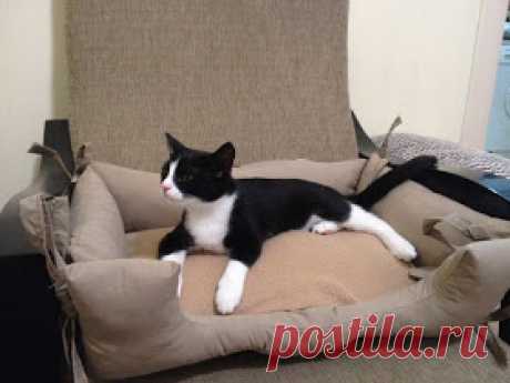 Made in dali: Cat Bed, Pet Bed