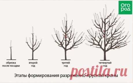 Как обрезать плодовые деревья – все о видах крон и их формировании в картинках | Уход за садом (Огород.ru)