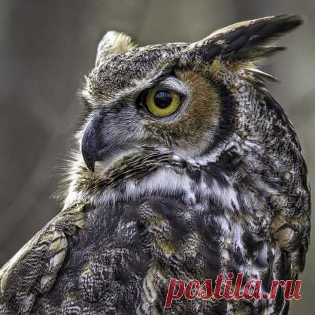 'Great Horned' by CarolPlummer!